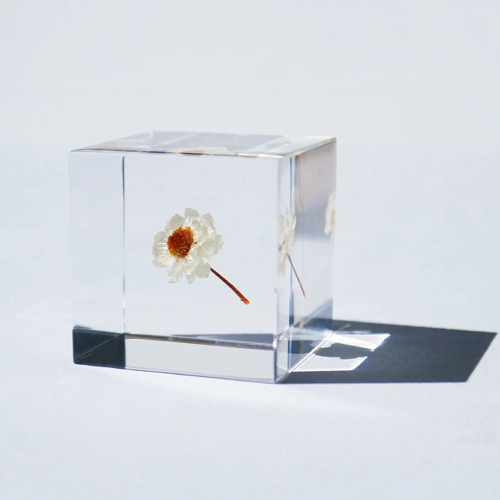 Chamomile Sunray | Sola Cube