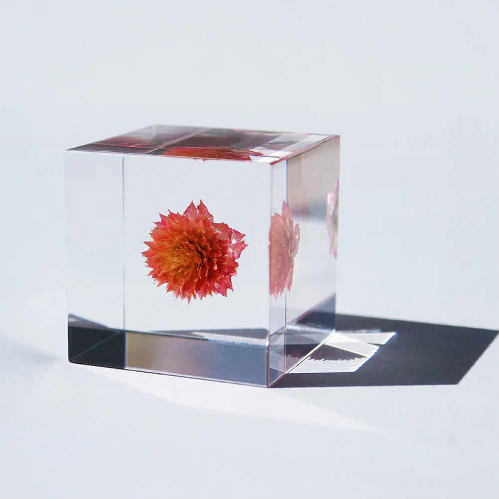 Globe Amaranth | Sola Cube