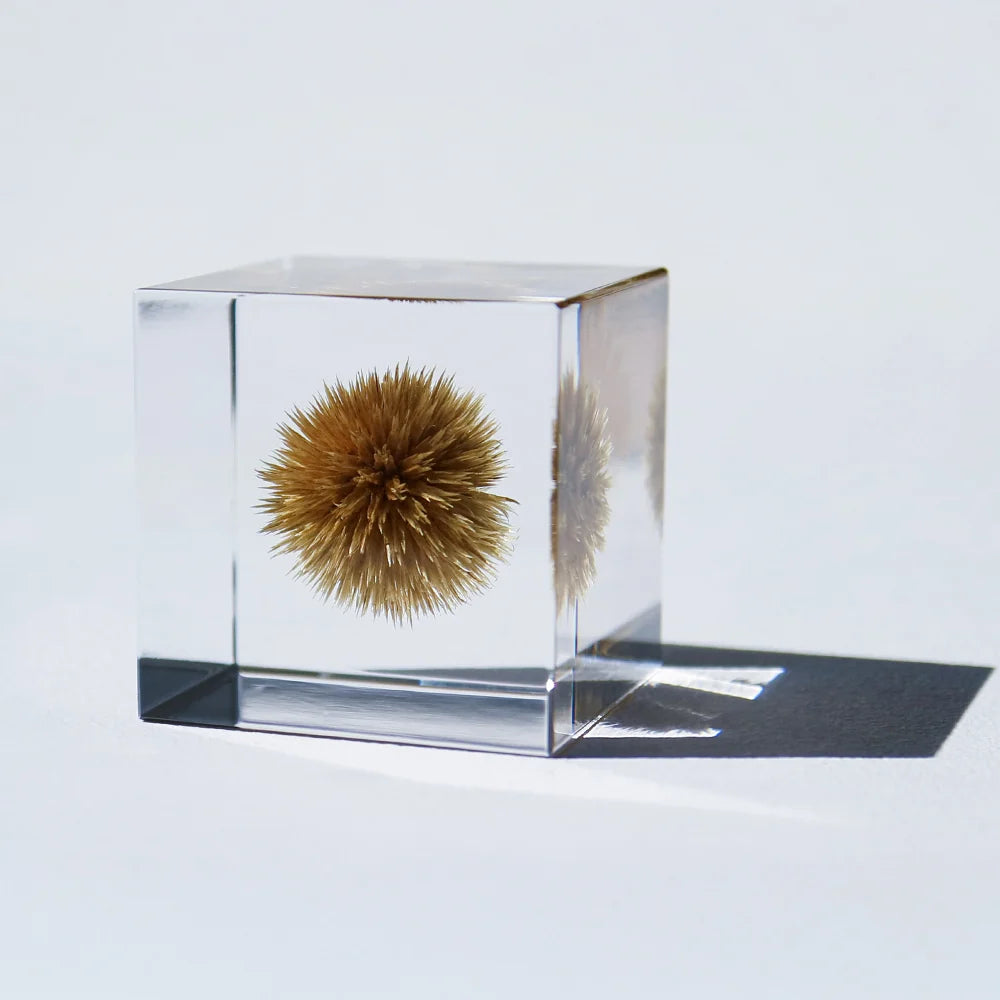 Globe Thistle | Sola Cube