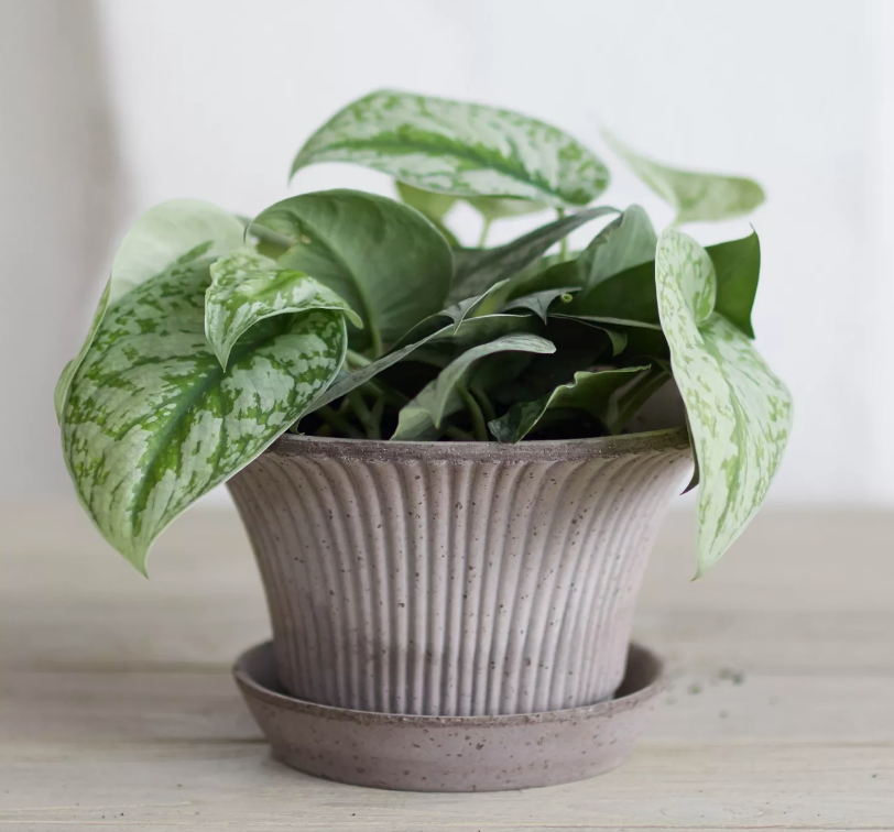 Bergs Potter Daisy Pot