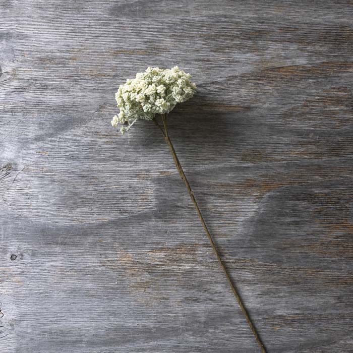 Yarrow Stem Cream  | Abigail Ahern