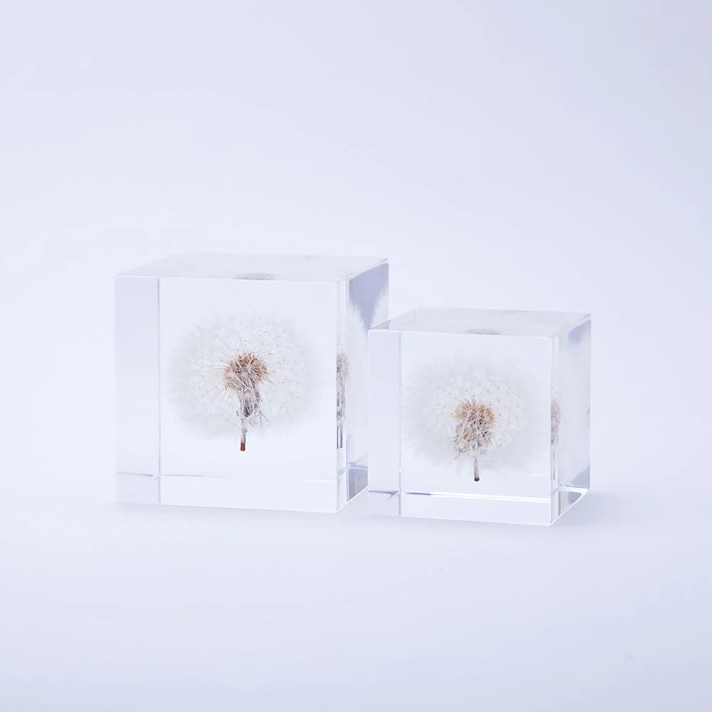 Dandelion | Sola Cube