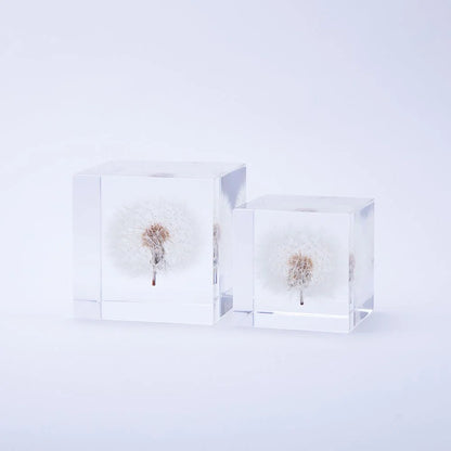 Dandelion | Sola Cube