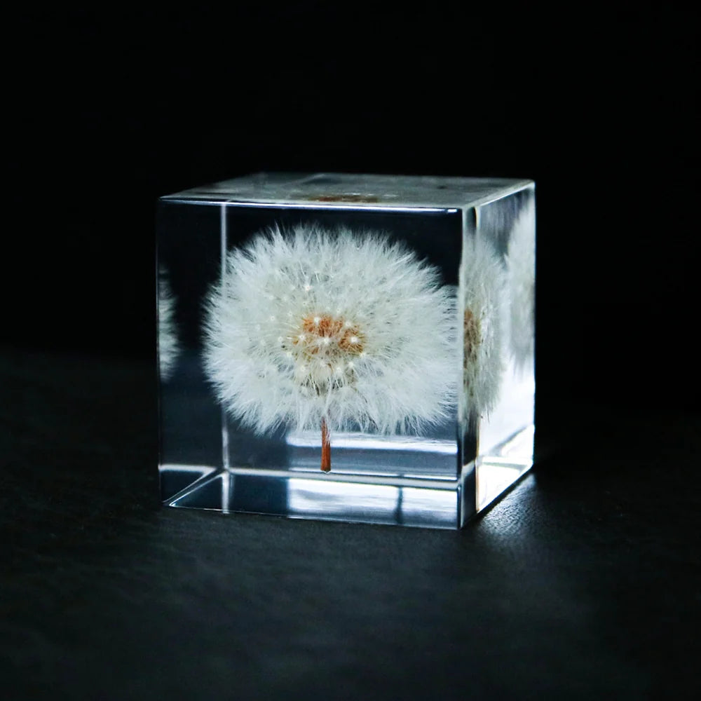 Dandelion | Sola Cube