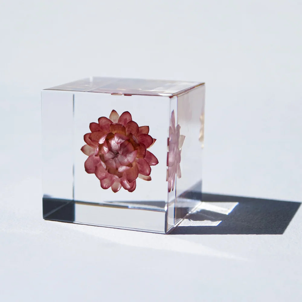 Strawflower | Sola Cube