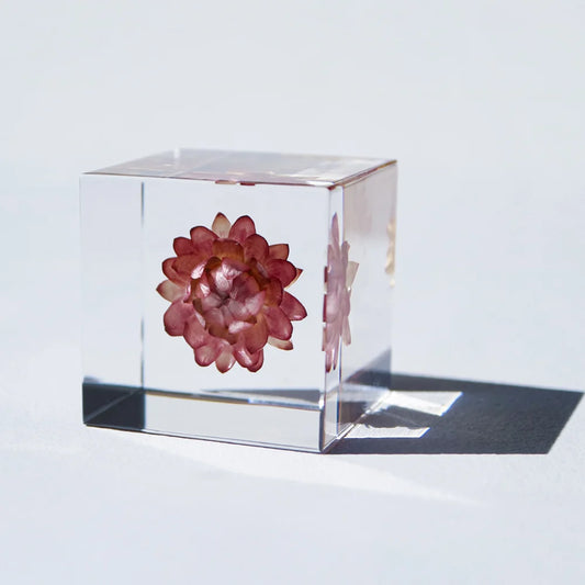 Strawflower | Sola Cube