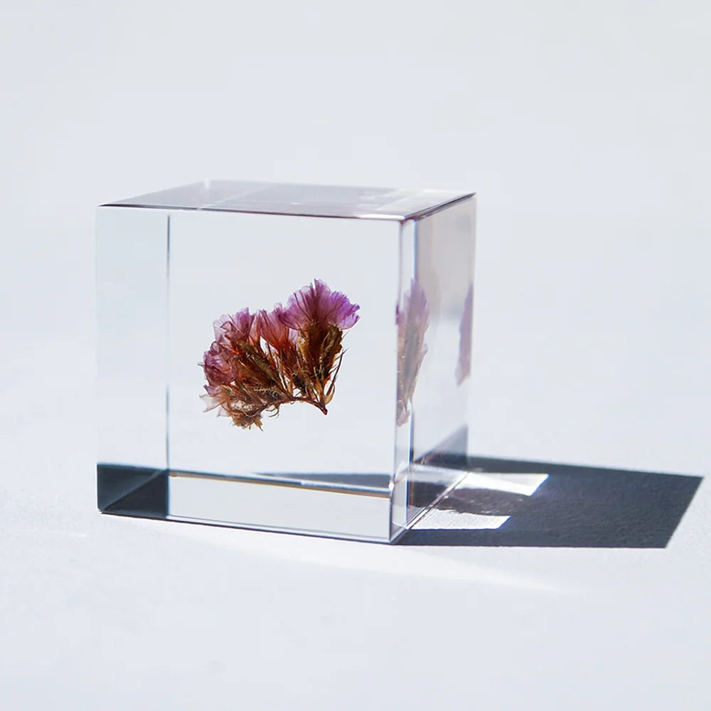 Statice | Sola Cube