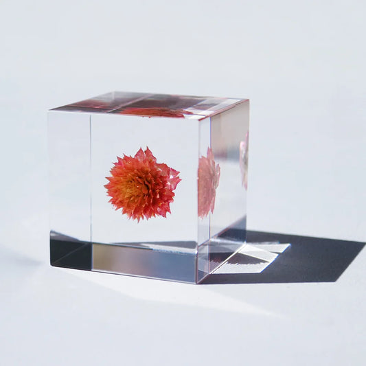 Globe Amaranth | Sola Cube