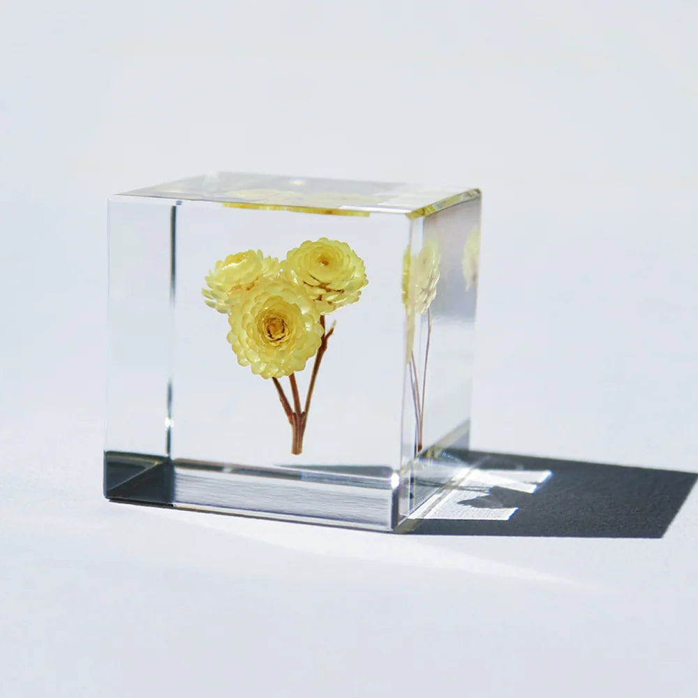 Immortelle | Sola Cube