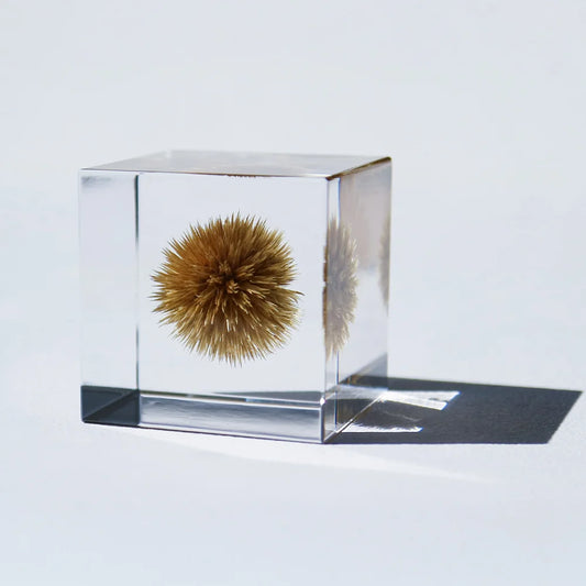 Globe Thistle | Sola Cube