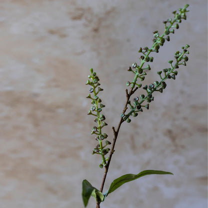Artificial Myrtle | Abigail Ahearn