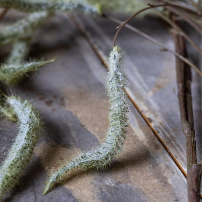 Trailing Catkin | Abagail Ahearn